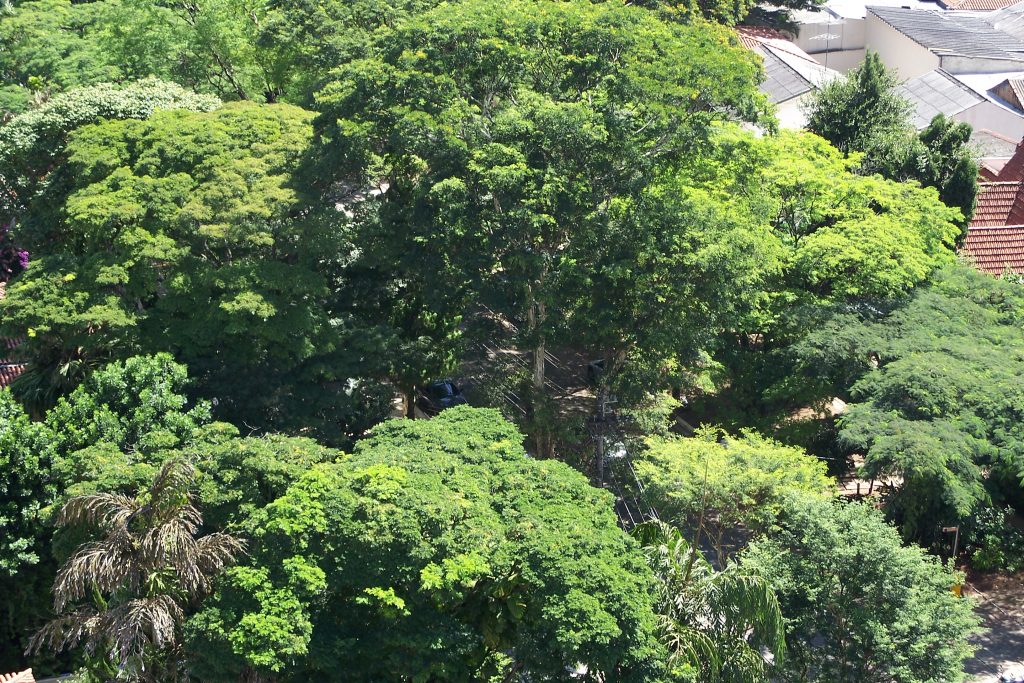O arborizado trecho de pista única da Avenida Rebouças. Foto: Alexandre Giesbrecht.